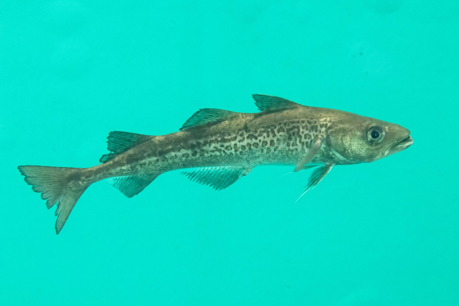 Where Alaskan Seiti Comes From and How It’s Sustainably Caught