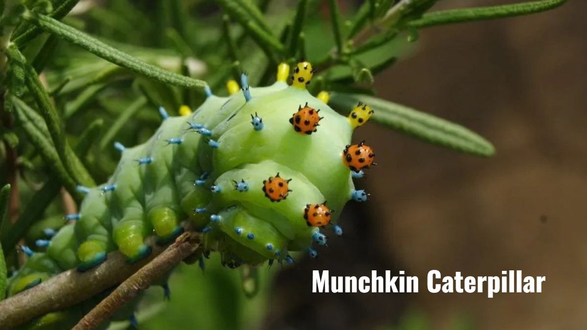 Discover the Munchkin Caterpillar: A Tiny Creature with Big Curiosity
